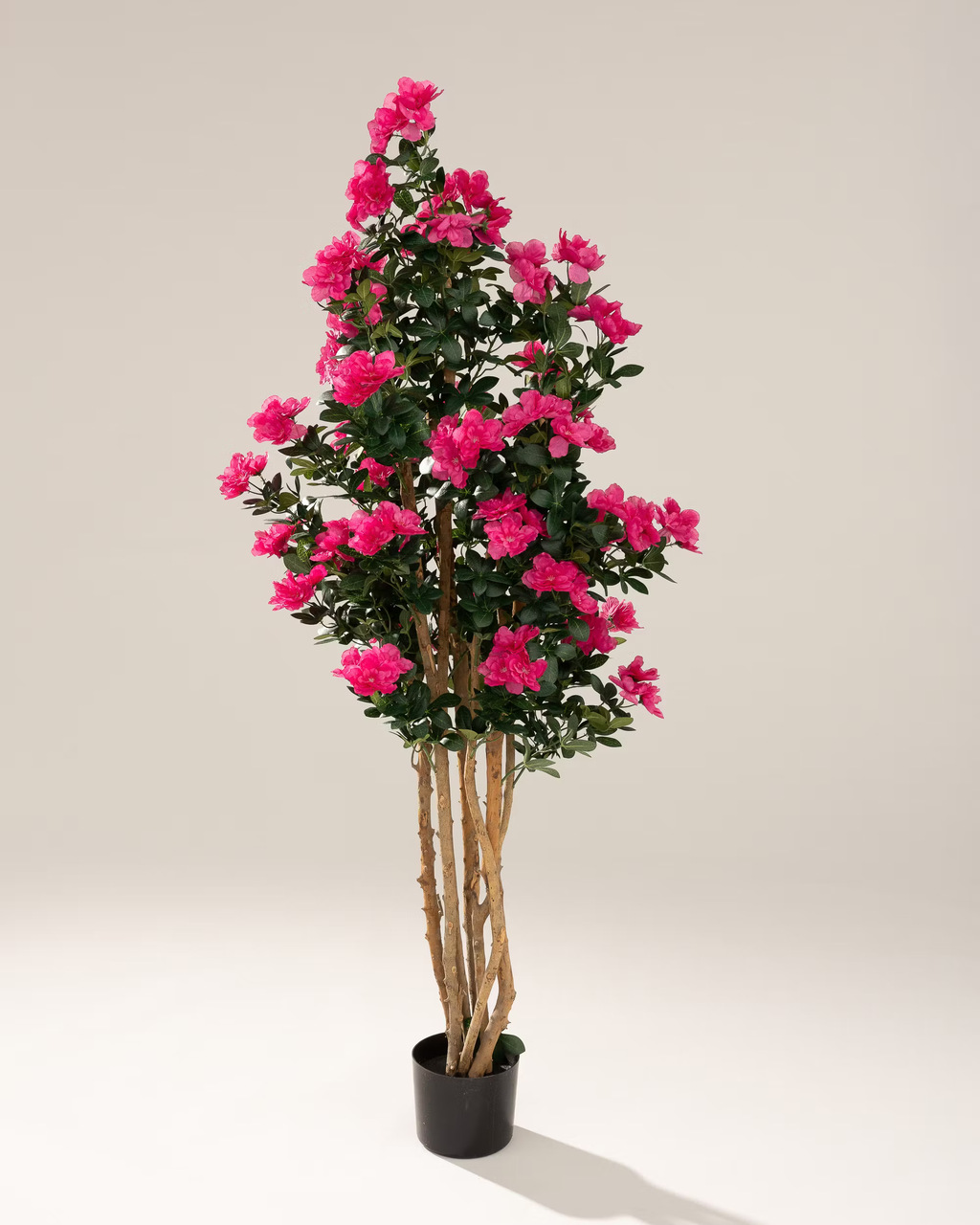 Drzewko Azalea w doniczce 170 cm