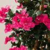 Drzewko Azalea w doniczce 170 cm