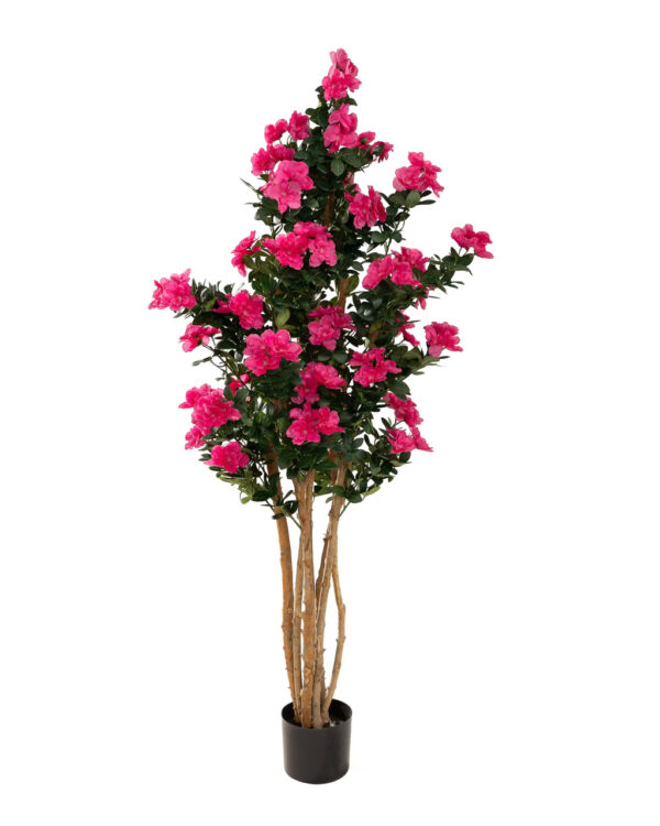 Drzewko Azalea w doniczce 170 cm