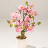 816-934=1 Kwitnące Drzewko Sakura Pink w doniczce 50 cm