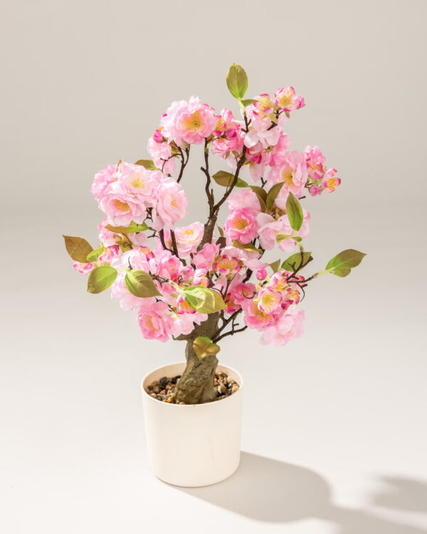 816-934=1 Kwitnące Drzewko Sakura Pink w doniczce 50 cm