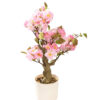816-934=4 Kwitnące Drzewko Sakura Pink w doniczce 50 cm